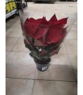 Poinsetia pot de 15 cm