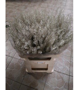 Thalspy teinté Platine