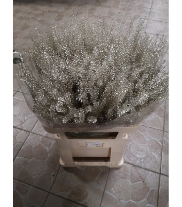 Thalspy teinté Platine