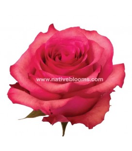 Rose equateur Lola 50 cm x25