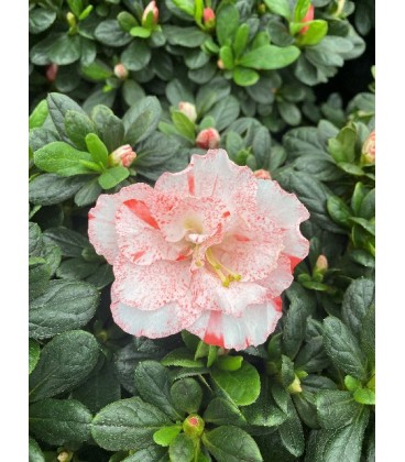 Azalée Agnetha Ø14