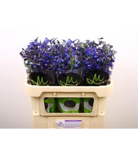 Delphinium Donna 70 cm