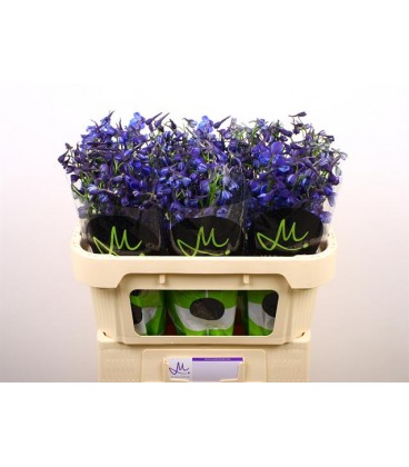 Delphinium Donna 70 cm