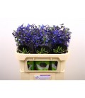 Delphinium Donna 70 cm