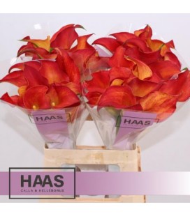 Calla Captaine Trinity 60 cm