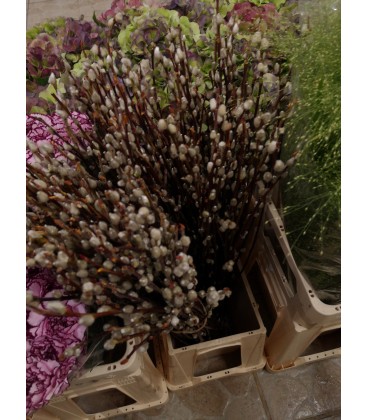 Salix Wilgen 70 cm