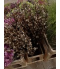Salix Wilgen 120 cm