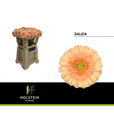 Germini Dalida