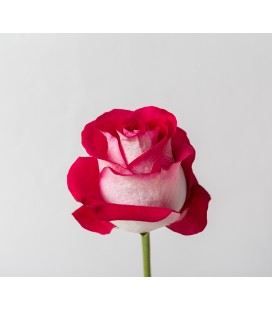Rose (Colombie) Bluez 60 cm x 25