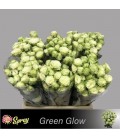 Rose Branchue Green Glow 40 cm