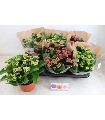 Kalanchoe coupe de 23 