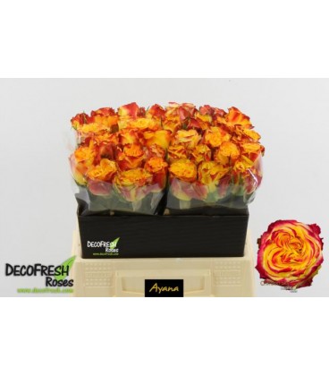 Rose Crimson Sky 40 cm