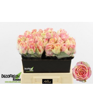 Rose Fiesta 40 cm