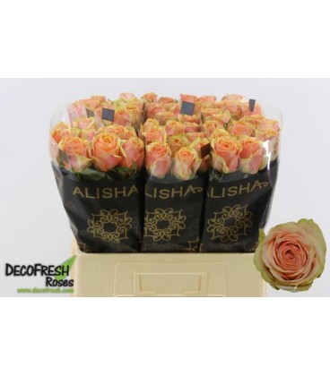 rose Dividend 50 cm