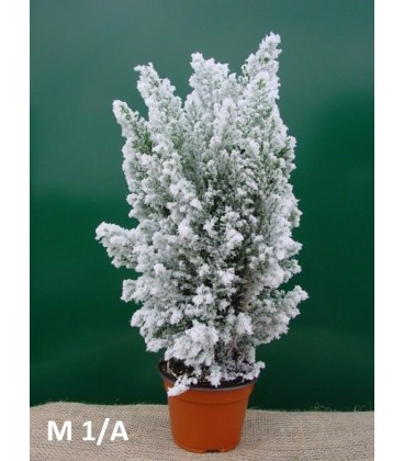 Sapin neige pot de 9 h 30