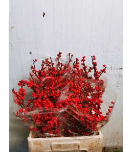 Ilex Baies Rouge 60 cm