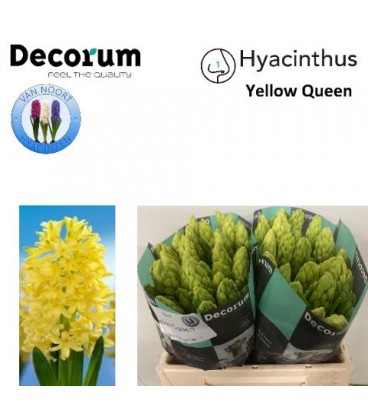 Jacinthe Yellow Queen 30 cm