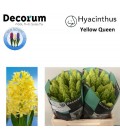 Jacinthe Yellow Queen 30 cm