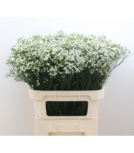 Limonium Colada 70 cm