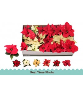 Poinsettia mix pot de 06