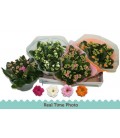 Kalanchoe coupe Ø 23 diff coul 