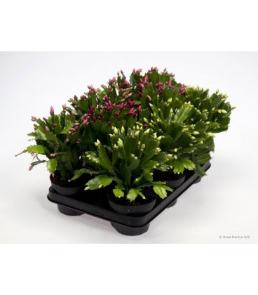 Epiphyllium pot de 12