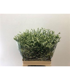 Limonium cool diamond 70 cm