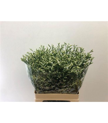 Limonium cool diamond 70 cm