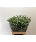 Limonium cool diamond 70 cm