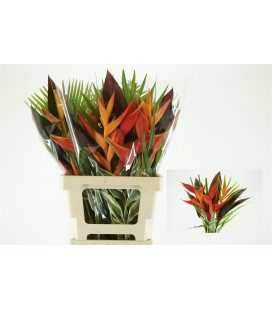 Bouquet exotique cotiere 65 cm