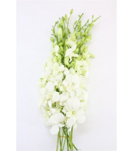 Dendrobium Blanc 50 cm la branche