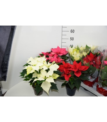 Poinsettia Ø 13 mix