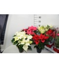 Poinsettia Ø 13 mix