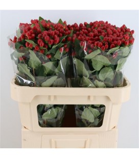 Hypericum Mag Royal  Red 70 cm