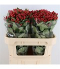 Hypericum Mag Royal  Red 70 cm