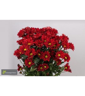 Chrysantheme T Merlot 70 cm