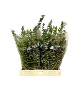 Eucalyptus Baby blue 70 cm 200g