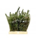Eucalyptus Baby blue 70 cm( la bte)