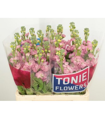 Giroflée Stox rose 65 cm