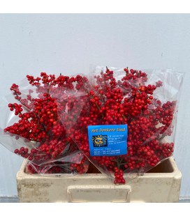 Ilex bais rouge 50 cm