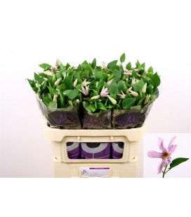 Clematite Amazing Miami 60 cm