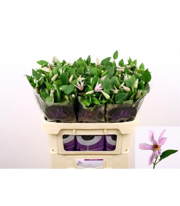 Clematite Amazing Miami 70 cm