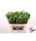 Clematite Amazing Miami 60 cm