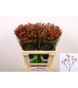 Limonium Max Diamon 70 cm