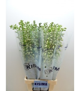 Delphinium Guard White 100 cm