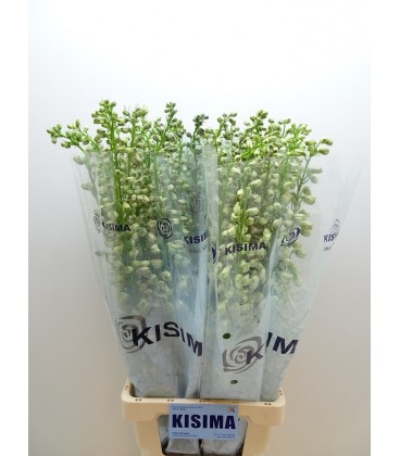 Delphinium Guard White 80 cm