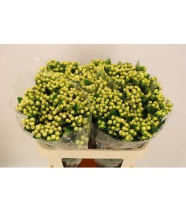 Hypericum Mag Snowprince 50 cm