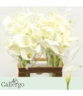 Calla Whgite Present 60cm