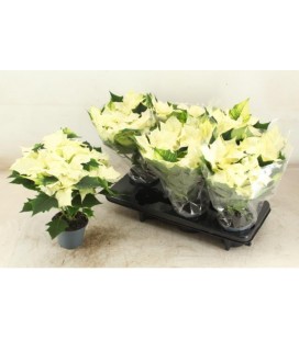 Poinsettia Ø 12 New glitter