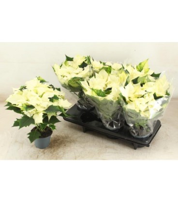 Poinsettia Ø 13 New gli